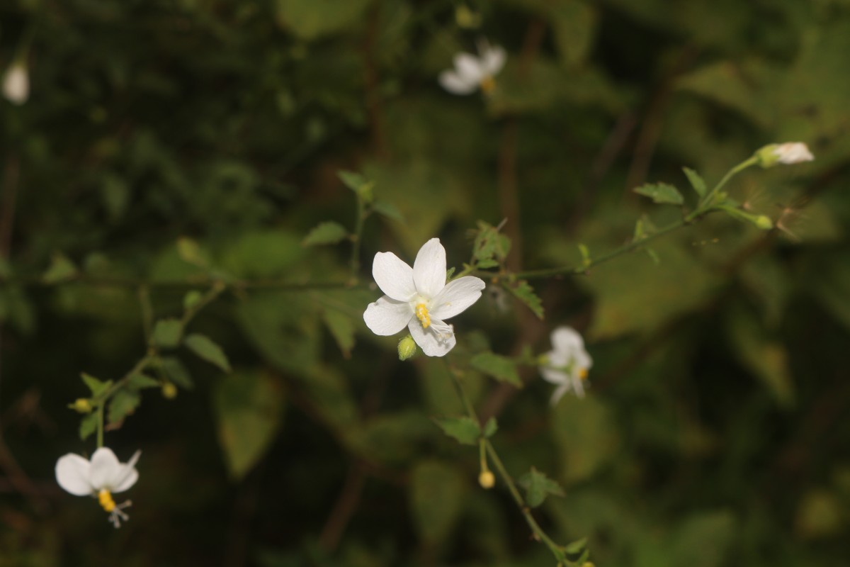 Hibiscus micranthus L.f.